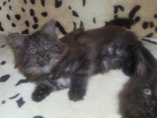 Curly-Sue am 28.01.2007 Bild 66 Curly-Sue am 28.01.2007 Bild 66