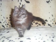 Curly-Sue am 28.01.2007 Bild 67 Curly-Sue am 28.01.2007 Bild 67