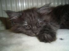 Curly-Sue am 04.02.2007 Bild 72 Curly-Sue am 04.02.2007 Bild 72