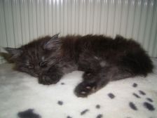 Curly-Sue am 04.02.2007 Bild 73 Curly-Sue am 04.02.2007 Bild 73