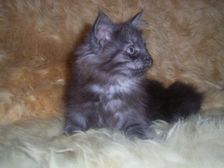 Curly-Sue am 04.02.2007 Bild 76 Curly-Sue am 04.02.2007 Bild 76