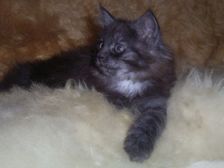 Curly-Sue am 04.02.2007 Bild 77 Curly-Sue am 04.02.2007 Bild 77