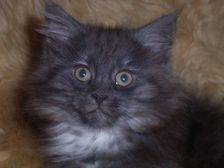 Curly-Sue am 04.02.2007 Bild 79 Curly-Sue am 04.02.2007 Bild 79