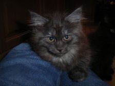 Curly-Sue am 11.02.2007 Bild 82 Curly-Sue am 11.02.2007 Bild 82