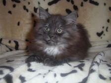 Curly-Sue am 11.02.2007 Bild 85 Curly-Sue am 11.02.2007 Bild 85