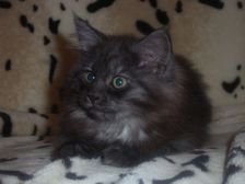 Curly-Sue am 11.02.2007 Bild 86 Curly-Sue am 11.02.2007 Bild 86