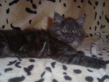 Curly-Sue am 11.02.2007 Bild 89 Curly-Sue am 11.02.2007 Bild 89