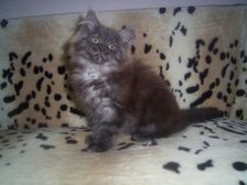 Curly-Sue am 19.02.2007 Bild 94 Curly-Sue am 19.02.2007 Bild 94