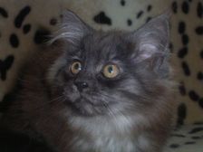 Curly-Sue am 19.02.2007 Bild 95 Curly-Sue am 19.02.2007 Bild 95