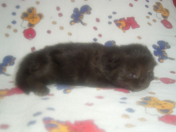 Undercover-Coon´s Curtis Bild 3