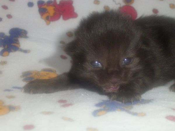 Undercover-Coon´s Curtis Bild 4