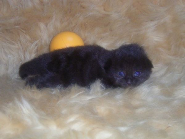 Undercover-Coon´s Curtis Bild 6