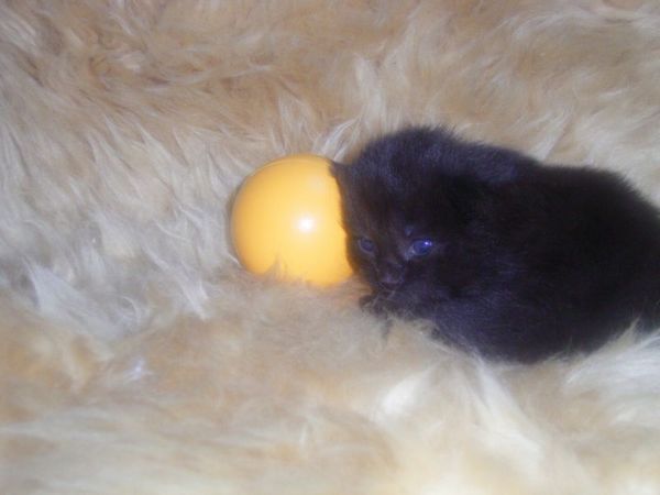 Undercover-Coon´s Curtis Bild 7
