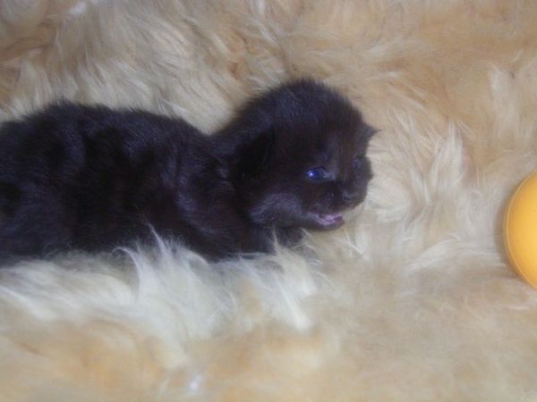 Undercover-Coon´s Curtis Bild 8