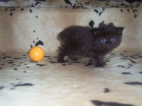 Undercover-Coon´s Curtis Bild 20