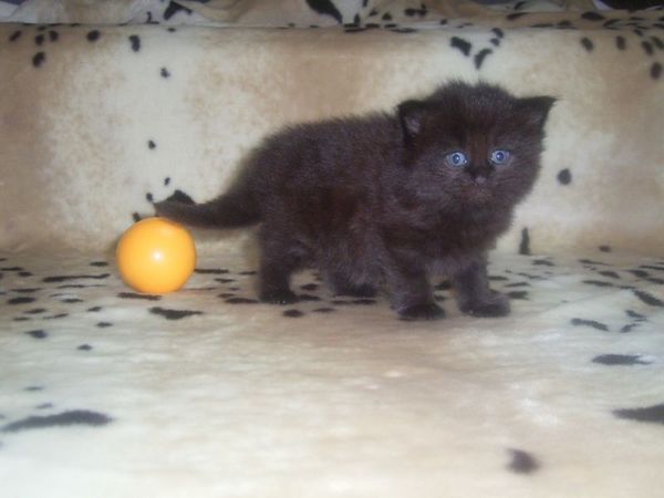 Undercover-Coon´s Curtis Bild 21