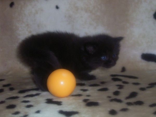 Undercover-Coon´s Curtis Bild 23