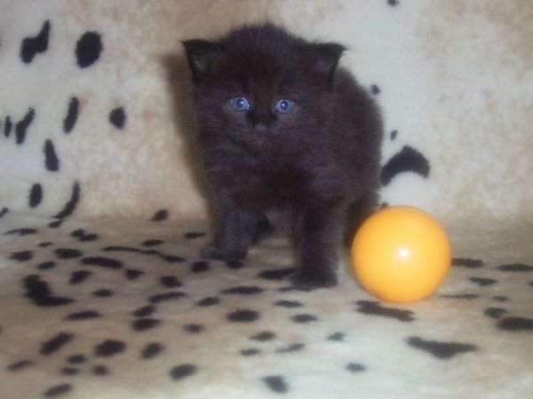 Undercover-Coon´s Curtis Bild 24