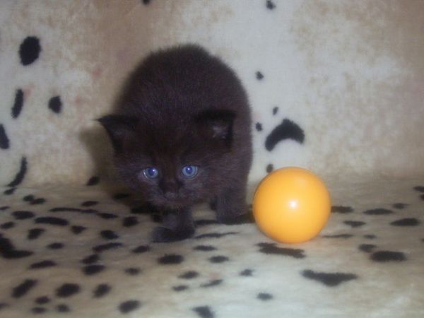 Undercover-Coon´s Curtis Bild 25