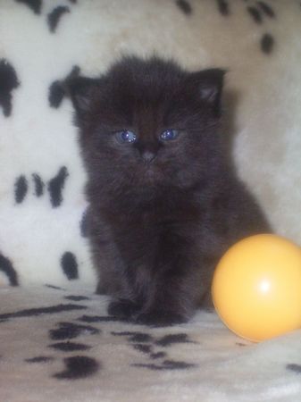 Undercover-Coon´s Curtis Bild 27