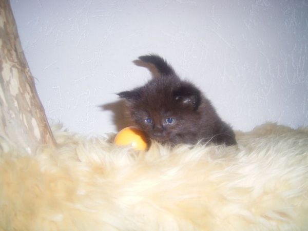 Undercover-Coon´s Curtis Bild 29