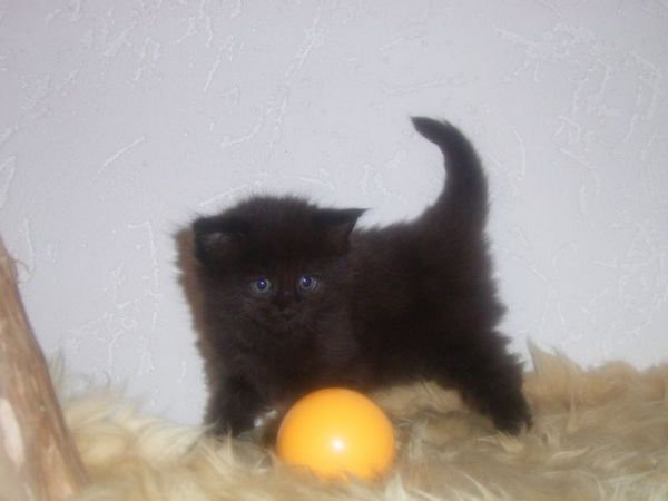 Undercover-Coon´s Curtis Bild 30