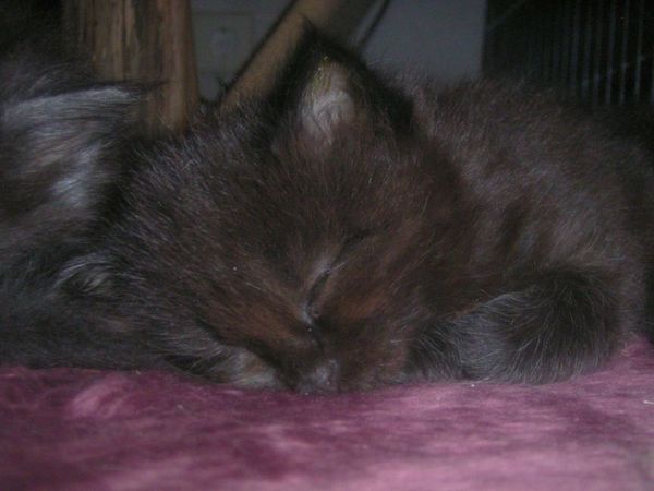 Undercover-Coon´s Curtis Bild 31