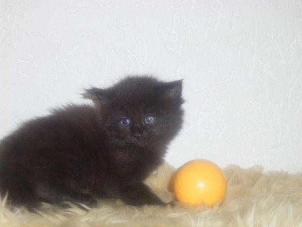 Undercover-Coon´s Curtis Bild 32