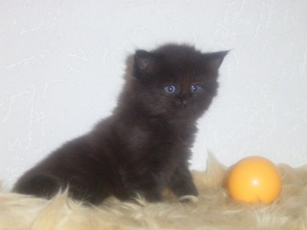 Undercover-Coon´s Curtis Bild 33