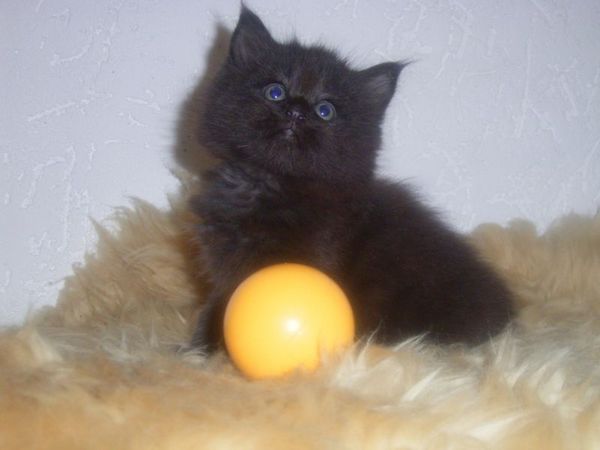 Undercover-Coon´s Curtis Bild 34