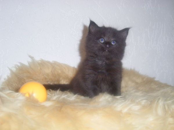 Undercover-Coon´s Curtis Bild 37