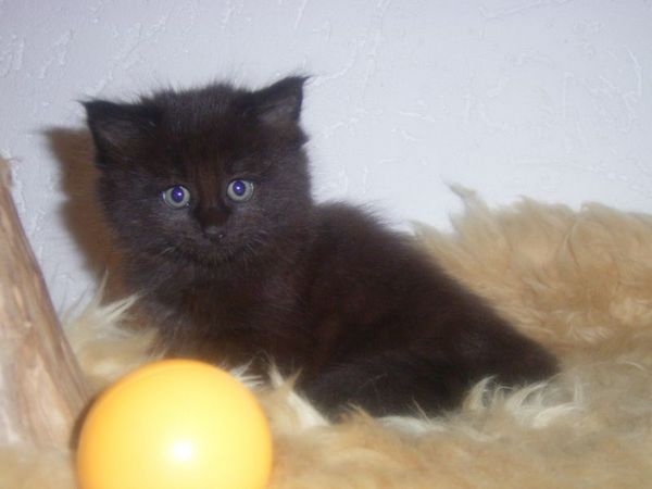 Undercover-Coon´s Curtis Bild 39