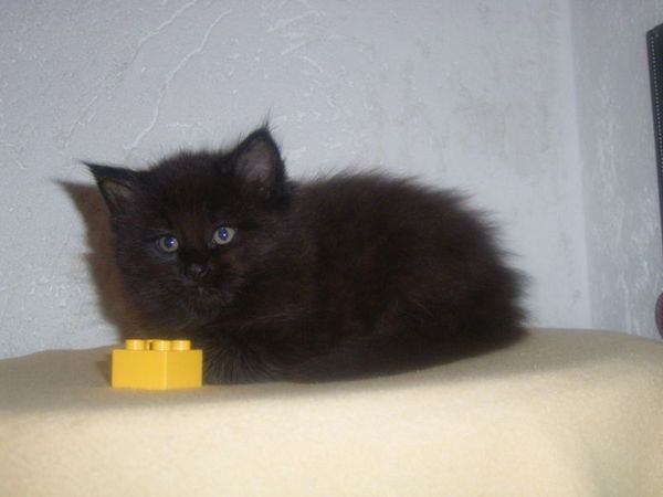 Undercover-Coon´s Curtis Bild 47