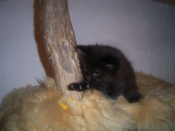 Undercover-Coon´s Curtis Bild 54