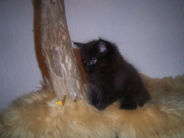 Undercover-Coon´s Curtis Bild 57