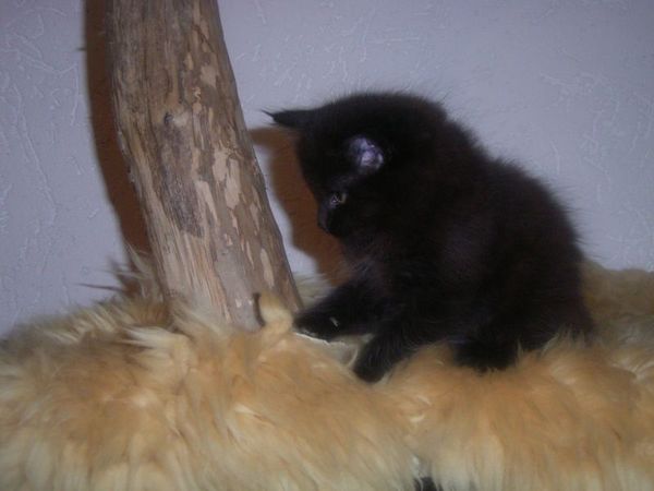 Undercover-Coon´s Curtis Bild 58