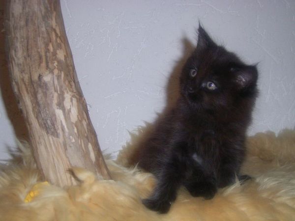 Undercover-Coon´s Curtis Bild 60