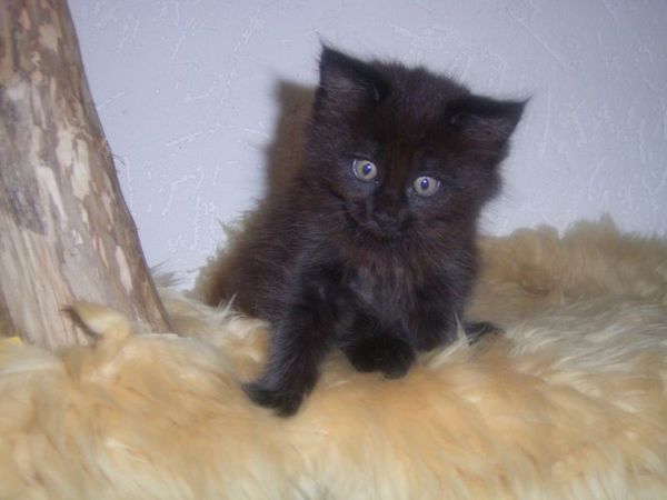 Undercover-Coon´s Curtis Bild 61