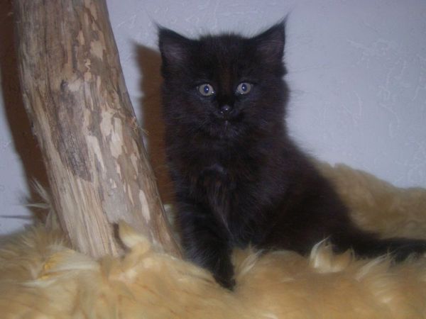 Undercover-Coon´s Curtis Bild 62