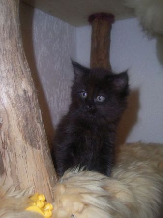 Undercover-Coon´s Curtis Bild 63