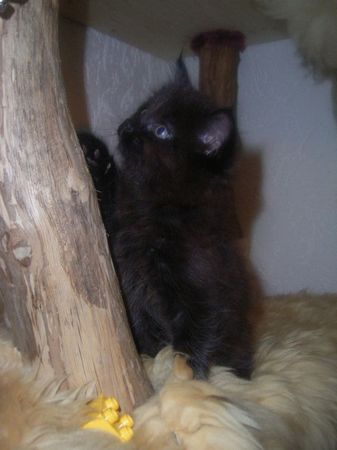 Undercover-Coon´s Curtis Bild 64