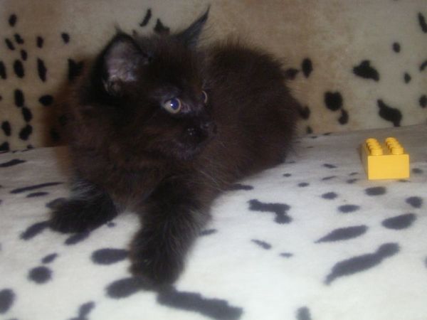 Undercover-Coon´s Curtis Bild 66