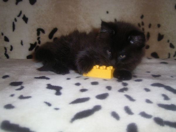 Undercover-Coon´s Curtis Bild 68