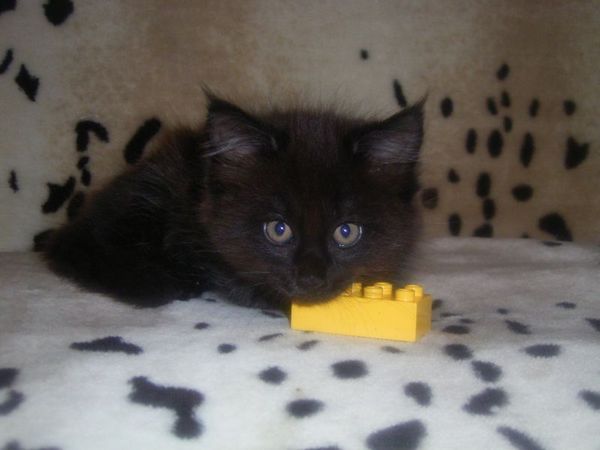 Undercover-Coon´s Curtis Bild 69