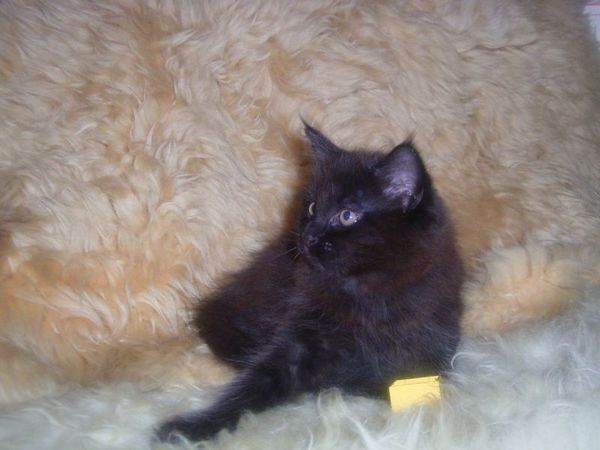 Undercover-Coon´s Curtis Bild 82