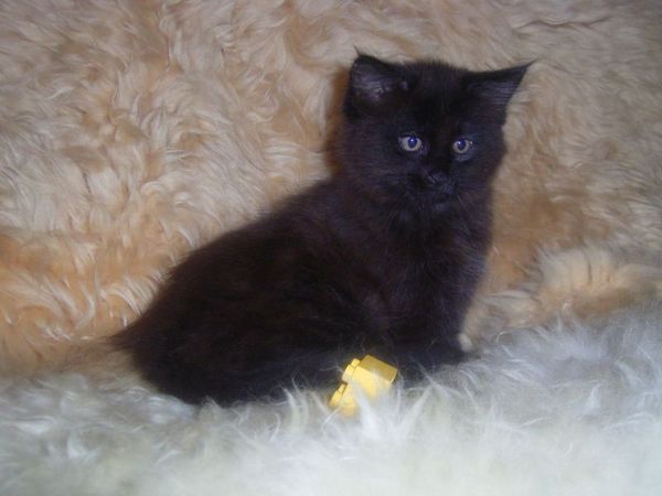 Undercover-Coon´s Curtis Bild 84