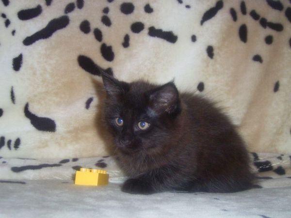 Undercover-Coon´s Curtis Bild 87