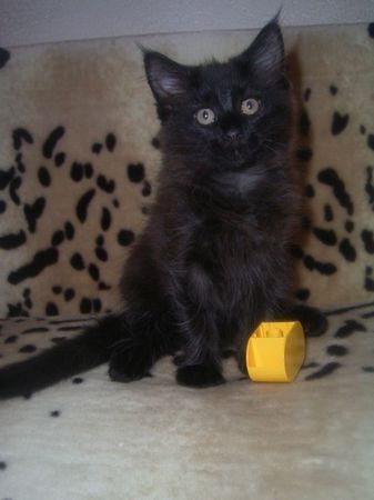 Undercover-Coon´s Curtis Bild 104