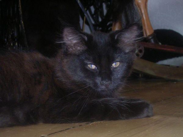 Undercover-Coon´s Curtis Bild 118