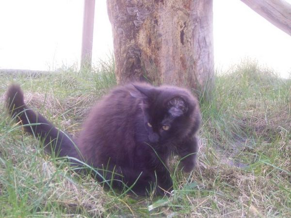 Undercover-Coon´s Curtis Bild 121